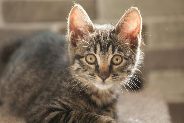 Comment les espèces protégées impactent notre économie ?