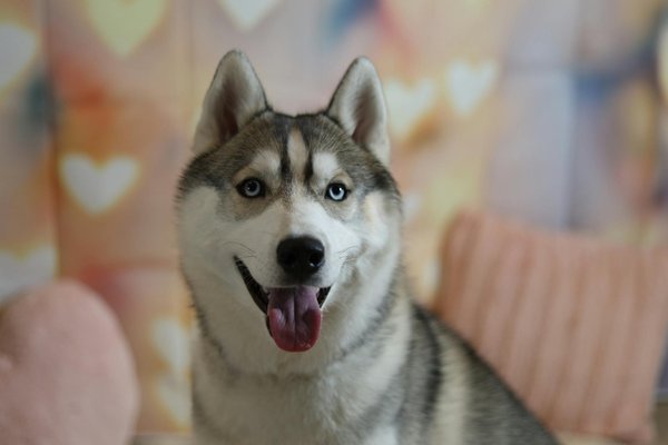 Le dressage positif : explications et conseils d'application