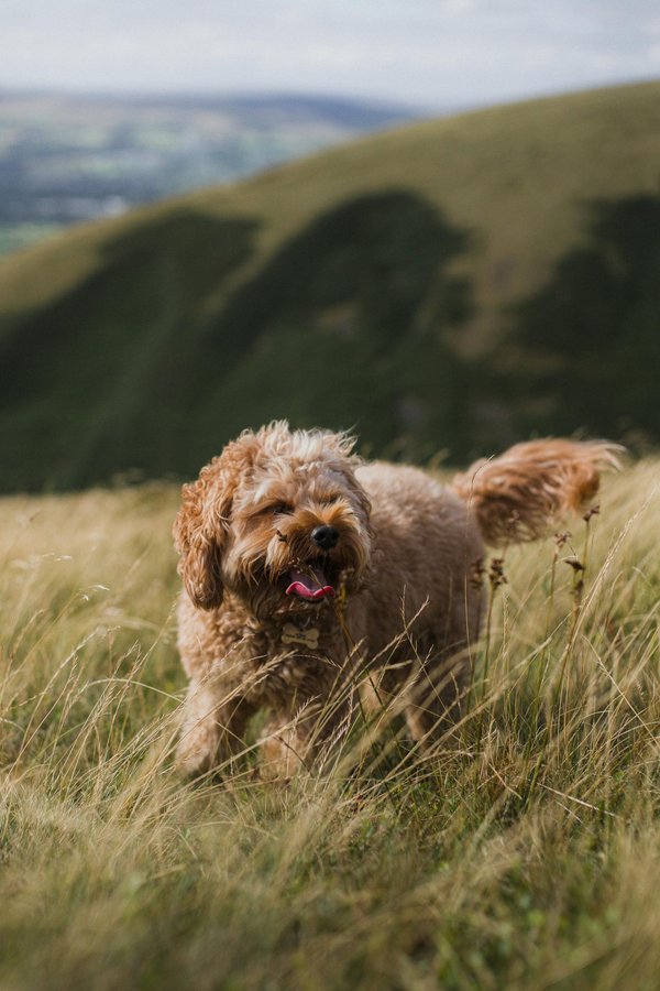 Cockapoo : le chien hybride au caractère irrésistible